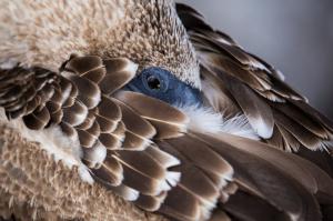 Ecuador | Galapagos - Naturfotografie zwischen Vulkanen und Riesenschildkröten